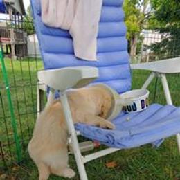 Golden Retriever Puppies from True Magic Goldens