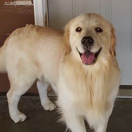Golden Retrievers from Carlins Goldens