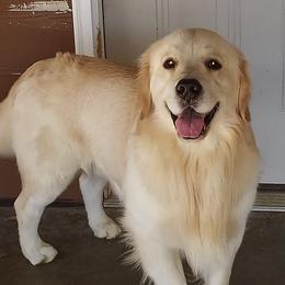 Golden Retrievers from Carlins Goldens