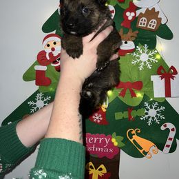 Storm - Blue collar - Sable male German Shepherd puppy in Winterport, Maine from Vom Stevens Old Fashioned German Shepherds