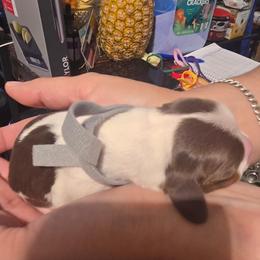 Spots - Piebald male Dachshund puppy in San Antonio, Texas from Little Paws Doxies