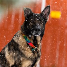 German Shepherd puppies from vom Vikos
