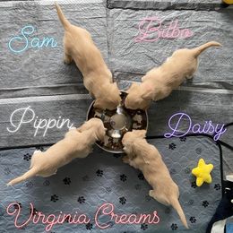 Dachshund Puppies from Virginia Creams - Dachshunds
