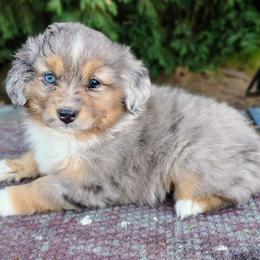 Rifina - Blue merle female Miniature American Shepherd puppy in Goldendale, Washington from Amulet Charm