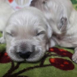 Luna Girl 2 - Light golden female Golden Retriever puppy in Niles, Michigan from Composer Goldens