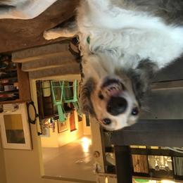 Borzoi All Grown Up from Kelcorov