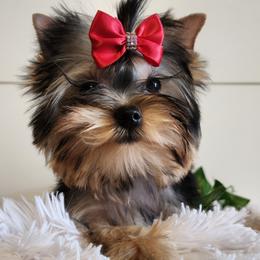 Yorkshire Terrier Puppies from Hetzel’s Enchanted Yorkies (Michigan)
