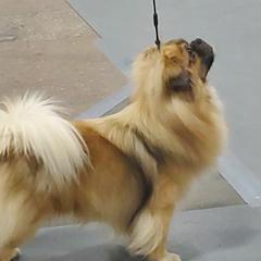 G - Tibetan Spaniel