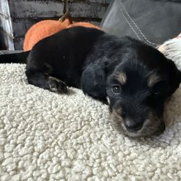 Royce - Black and cream male Dachshund puppy in Jackson's Gap, Alabama from Lake Martin Doxies