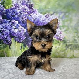 Coby. 1900 - Black and tan male Yorkshire Terrier puppy in Nicholls, Georgia from Southeast Biewers