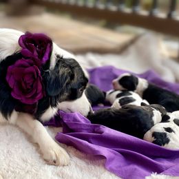 Aussiedoodle Puppies from Ever After Mini Doodles