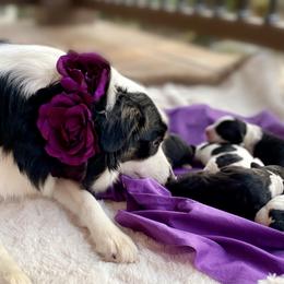 Aussiedoodle Puppies from Ever After Mini Doodles