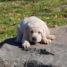 Snow - Yellow female Labrador Retriever puppy in Buffalo Valley, Tennessee from Buffalo Valley Breeders