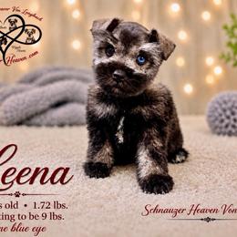 Leena AKC - blue eye - Salt and pepper female Miniature Schnauzer puppy in Pelzer, South Carolina from Schnauzer Heaven Von Longbach