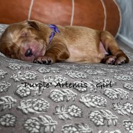 Artemis - Dark golden female Golden Retriever puppy in Weston, Missouri from Love is Golden