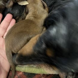 Cupid - Sable male Dachshund puppy in Garfiled, Arkansas from Iron Bear Livestock & Dachshunds