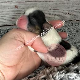 Shih Tzu Puppies from Shurbeez Shih Tzu