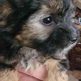 Boy Bunny - Black and tan male Morkie puppy in Gloucester, Virginia from Jenkins Morkies