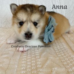 Pomsky Puppies from Goodness Gracious Pomskies