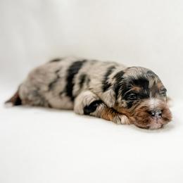 Blue - male Australian Mountain Doodle puppy in Sharpsburg, Georgia from Steindoodles