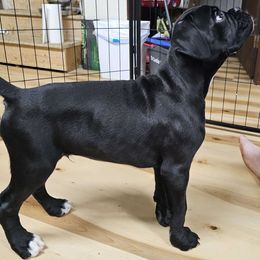 Lime green - Brindle Boxer puppy in Buffalo, Wyoming from Jtbuckingham Boxers