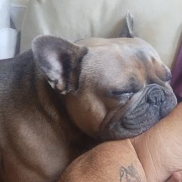 French Bulldogs from Joe Estep's Poodles