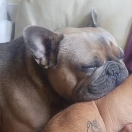 French Bulldogs from Joe Estep's Poodles