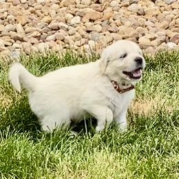 Golden Retriever and Jack Russell Terrier Puppies from Shelby Burleson's Golden Retrievers and Jack Russell Terriers