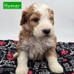 Homer - Red male Bernedoodle puppy in Neillsville, Wisconsin from Granton Creek