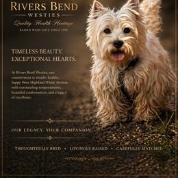 Roxy - West Highland White Terrier