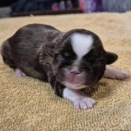 Chocolate boy 2 - Chocolate male Shih Tzu puppy in Newark, Ohio from Gemini Kennels
