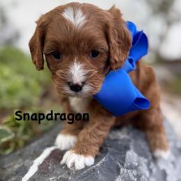 Snapdragon - Red male Cavapoo puppy in Herriman, Utah from Gypsi Doodles & Poodles LLC.