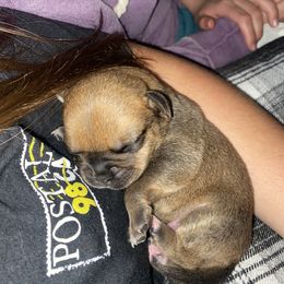 Pug Puppies from Milan Pugs