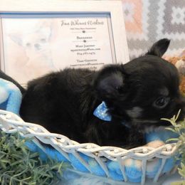 Chihuahua Puppies from Fine Whines & Lickers