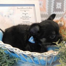 Chihuahua Puppies from Fine Whines & Lickers