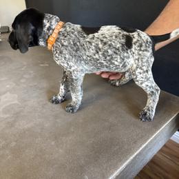 German Shorthaired Pointer Puppies from Switchback Kennels