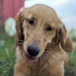 Dixie - Golden Retriever
