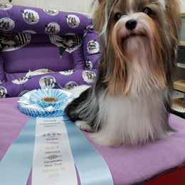 Biewer Terrier and Poodle Puppies from Ice Ice Baby Biewers & Poodles