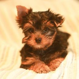 Happy Girl - Blue and gold female Yorkshire Terrier puppy in Stanton, California from Essence of Grace Yorkies