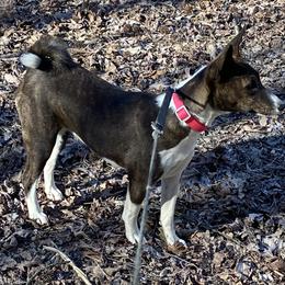 Jade - Basenji