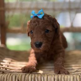 Carolina - Red  female Goldendoodle puppy in Camden, North Carolina from Oopsie Doodles of NC