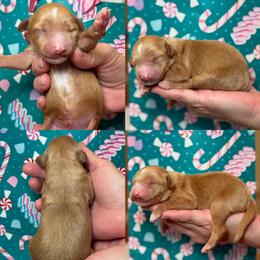 Benny - Parti male Goldendoodle puppy in Yuciapa, California from AlltheDoodlez_