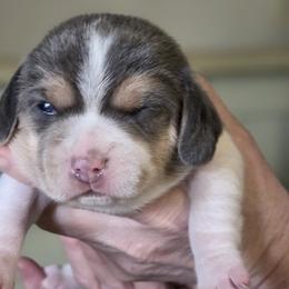 Rein - Blue tan and white female Beagle puppy in La Pine, Oregon from Happier with Dogs