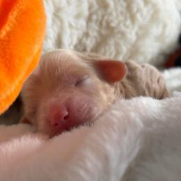Latte - Red female Bernedoodle puppy in Toledo, Ohio from Avery Doodle Day LLC