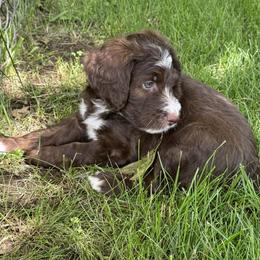 Bernedoodle Puppies from Sandra Bucher