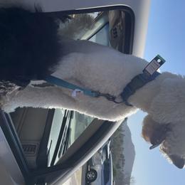 Kukuy - Poodle