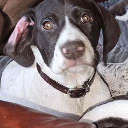 I - White and liver female German Shorthaired Pointer puppy in Glendive, Montana from Lazy Hearts Kennel