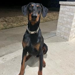 Flash - Doberman Pinscher