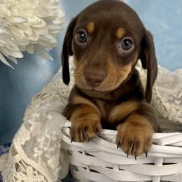 Remington (Remy) AKC - Chocolate and tan male Dachshund puppy in Hendersonville, North Carolina from Snarky Doxy Miniature Dachshunds