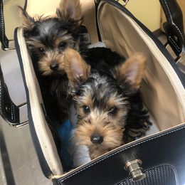 Yorkshire Terrier Puppies from YorkiStars